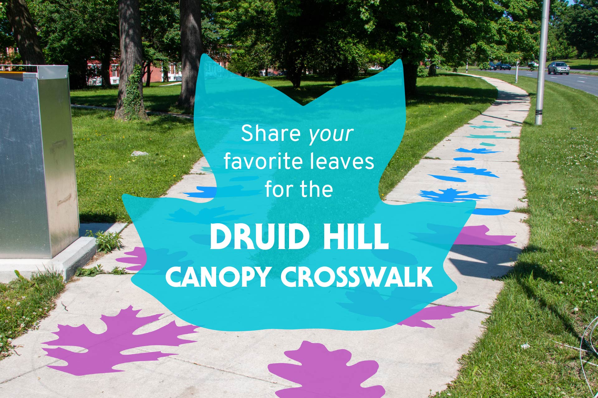 Druid Hill Canopy Crosswalk